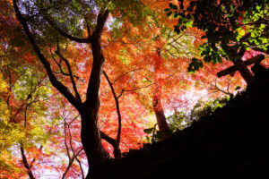 紅葉の写真