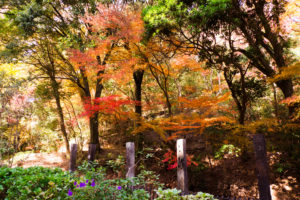 紅葉の写真