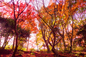 紅葉の写真