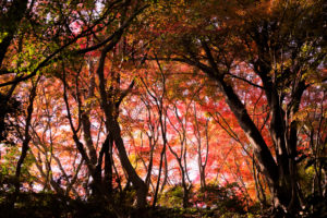 紅葉の写真