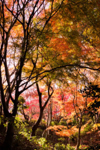 紅葉の写真