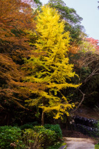 紅葉の写真