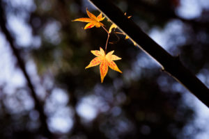 紅葉の写真