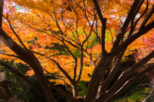 紅葉の写真