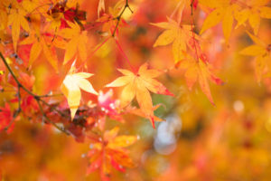 紅葉の写真