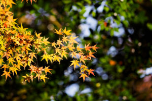 紅葉の写真