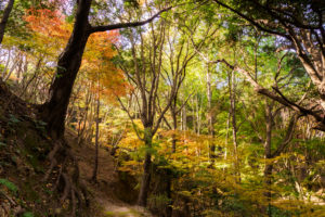 紅葉の写真