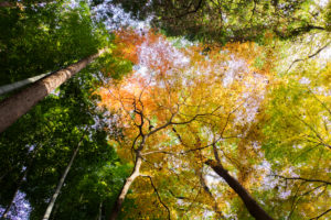 紅葉の写真