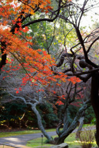 紅葉の写真