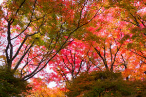 紅葉の写真
