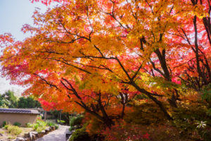 紅葉の写真