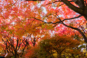 紅葉の写真