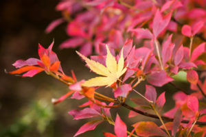 紅葉の写真