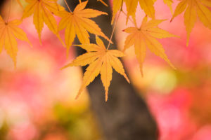 紅葉の写真
