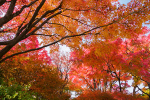 紅葉の写真