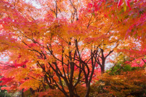 紅葉の写真