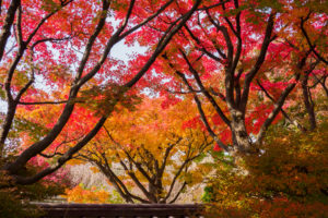 紅葉の写真