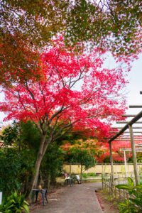 紅葉の写真