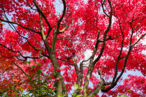紅葉の写真