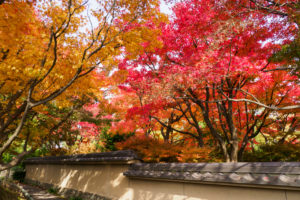 紅葉の写真
