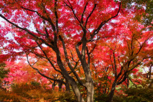 紅葉の写真