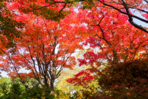 紅葉の写真