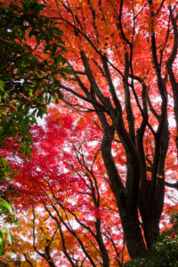 紅葉の写真