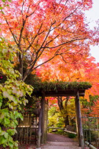 紅葉の写真