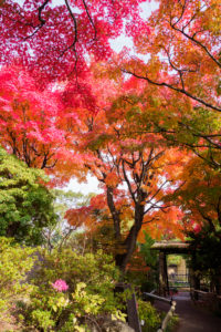紅葉の写真