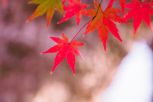 紅葉の写真