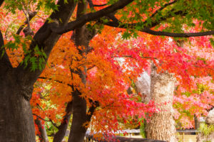 紅葉の写真