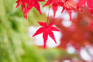 紅葉の写真