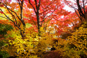 紅葉の写真