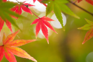 紅葉の写真