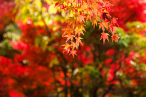 紅葉の写真