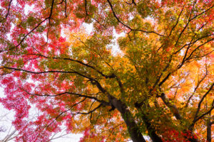紅葉の写真