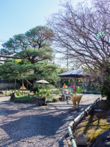 冬ぼたんの写真