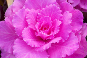 季節の花の写真