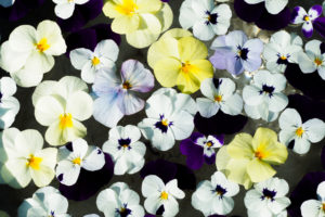 季節の花の写真