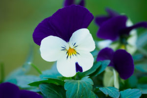 季節の花の写真