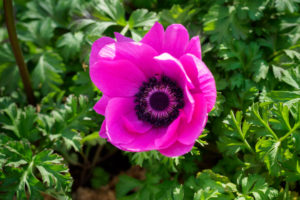 季節の花の写真