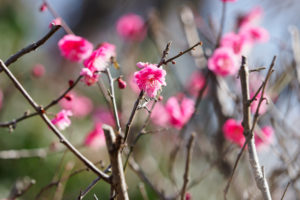 季節の花の写真
