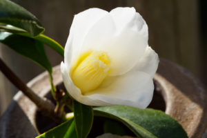 季節の花の写真