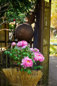 冬ぼたんの写真