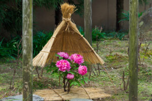 冬ぼたんの写真