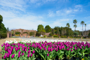 冬咲きチューリップの写真