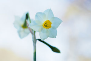 季節の花の写真