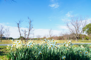 季節の花の写真