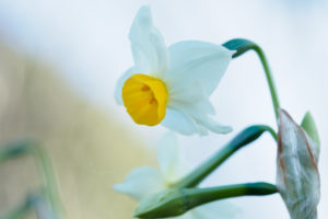 季節の花の写真