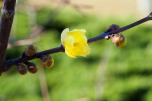 季節の花の写真